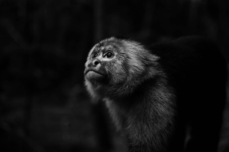 monochrome photo of monkey looking upwards